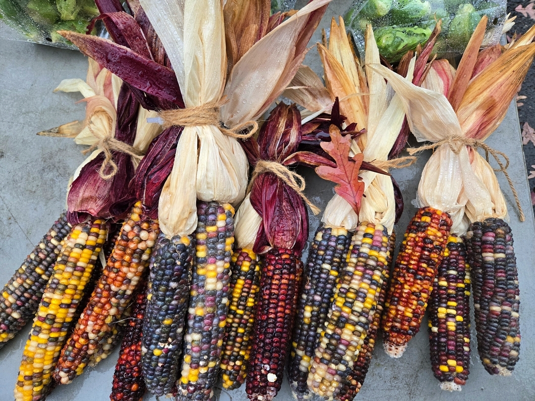 Corn Cobs Farmers Market